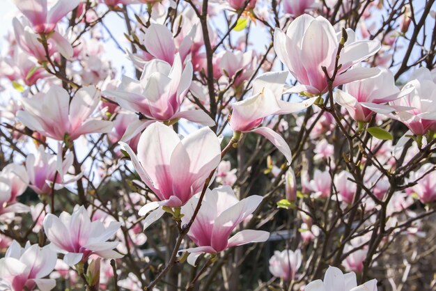 Flor de árbol de magnolia en primavera