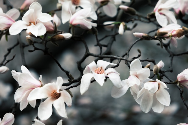 Flor de árbol de magnolia