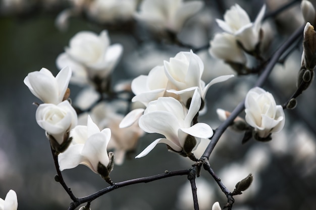 Flor de árbol de magnolia