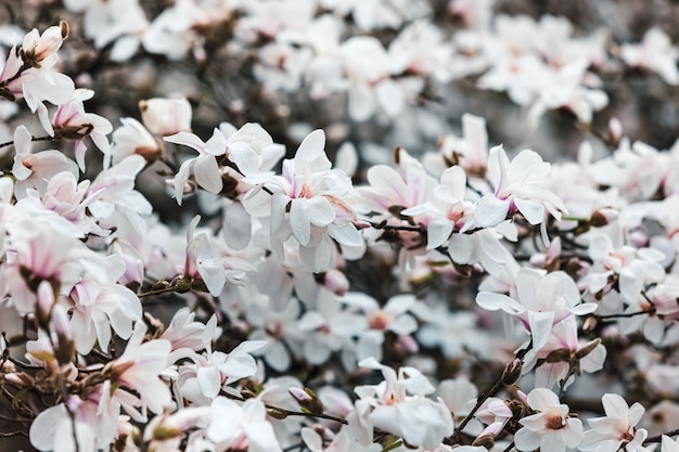 Flor de árbol de magnolia