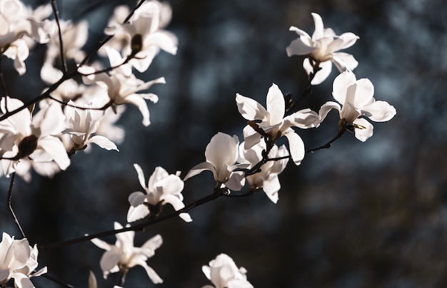 Flor de árbol de magnolia