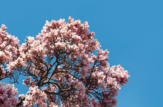 Flor de árbol de magnolia