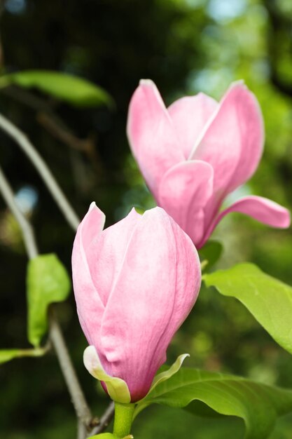 Flor de arbol de magnolia