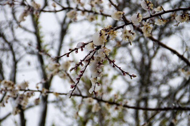 Flor de árbol de primavera cubierta con un repentino ciclón de nieve de abril en Ucrania