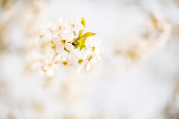 Flor de arbol de primavera