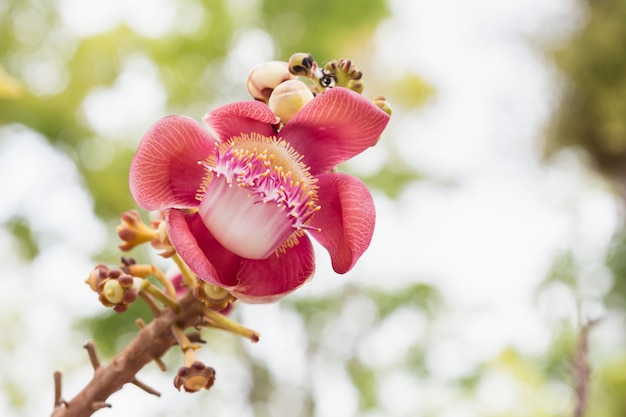 Flor del árbol de Shorea robusta en desenfoque de fondo bokeh