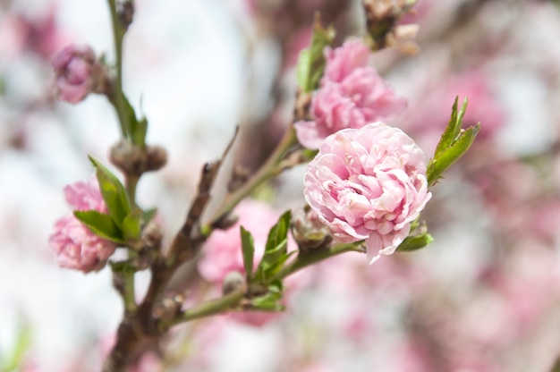 Flor de árbol sobre un fondo borroso