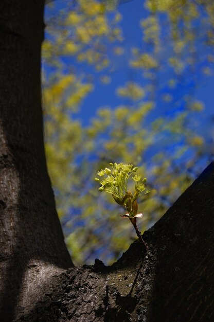 Flor de arce que crece en un primer plano del tronco.