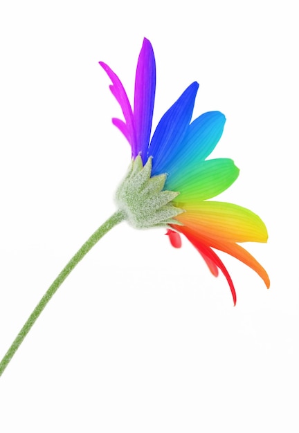 Flor del arco iris aislado en blanco