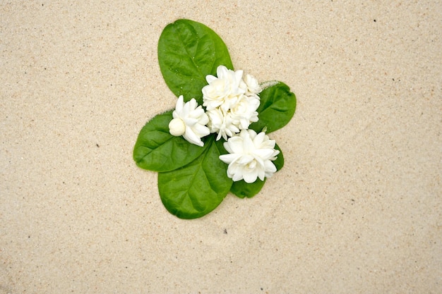 una flor en la arena