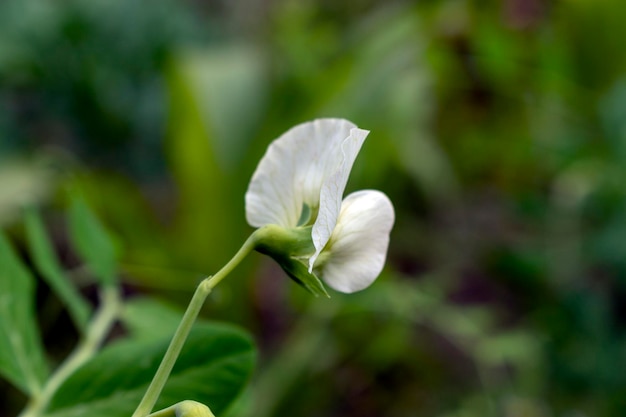 flor de arveja