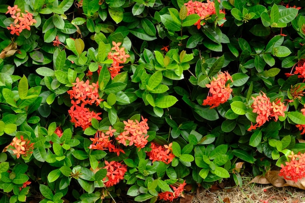 Flor de Ashoka (Ixora coccinea), una planta con hermosas flores muy familiares. Esta especie Rubiaceae