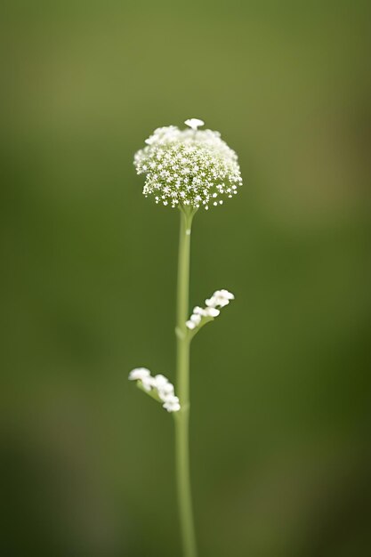 flor de aspecto realista