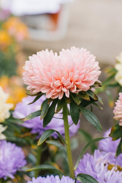 Flor de aster coralina en el jardín