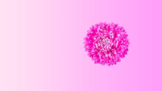 Una flor de aster fresca rosa sobre fondo amarillo. Minimalismo. Composición de flores de primavera. Romántico, San Valentín, mujeres, día de la madre o concepto de boda. Endecha plana, vista superior, espacio de copia