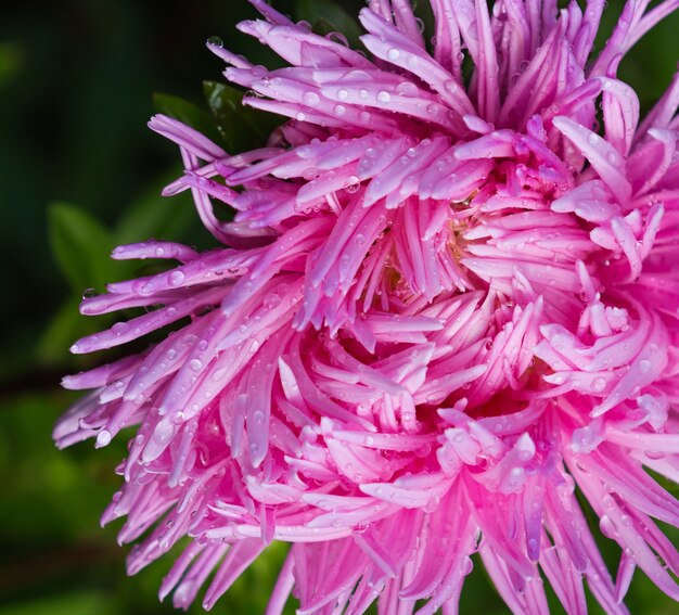 Flor de aster con gotas de agua. Flor de aster rosa de cerca.