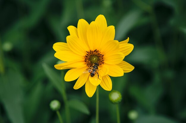 Flor de aster Heliopsis amarilla y primer plano de abeja sobre un fondo borroso verde oscuro en el jardín