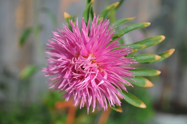 Flor de aster rosa de cerca