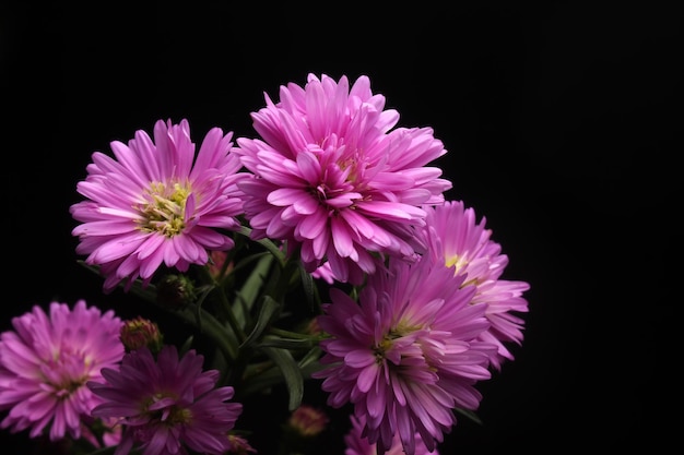 Flor Aster rosa sobre fondo negro