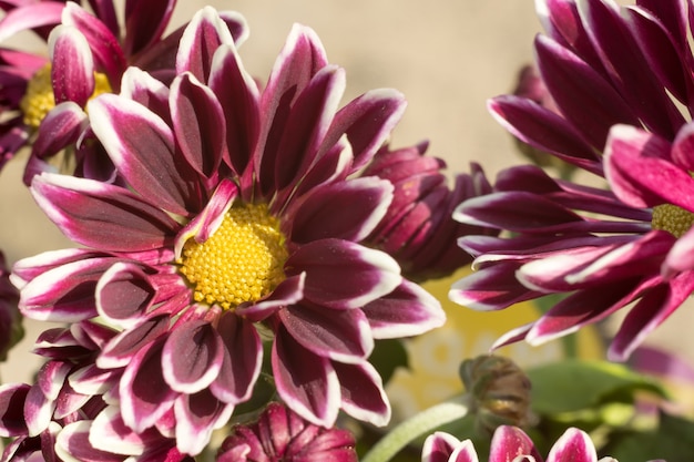 Flor de aster