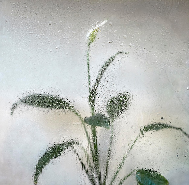 flor atrás de vidro molhado em gotas de chuva