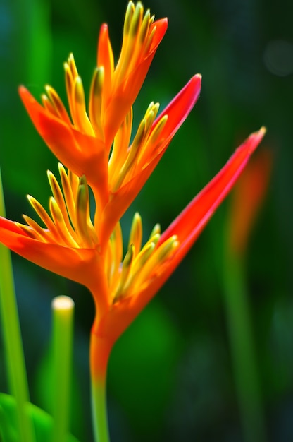 Flor ave do paraíso e fundo verde