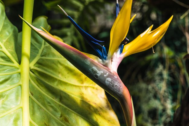 Flor de ave del paraíso en un jardín.