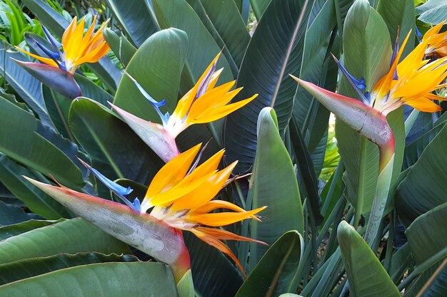 Foto una flor de ave del paraíso está en primer plano y las hojas son verdes.