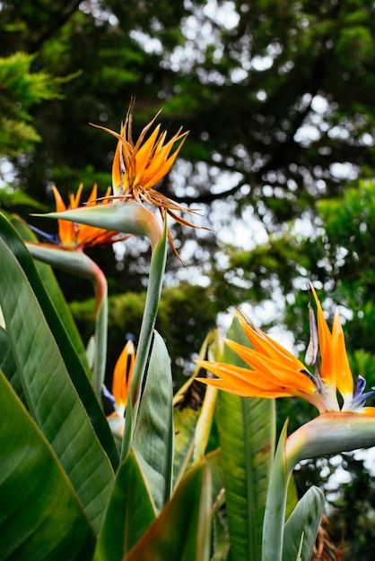 Foto flor del ave del paraíso
