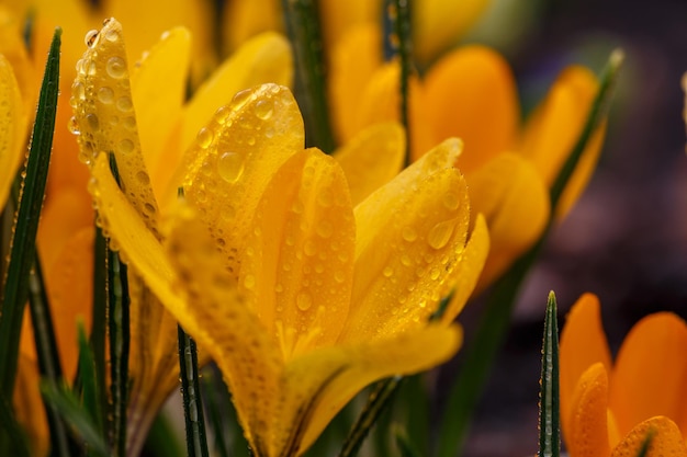 Flor de azafrán amarilla floreciente en una fotografía macro soleada de primavera