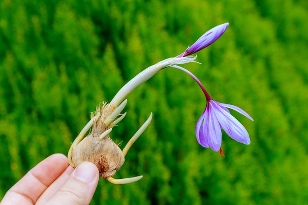 cortador comunidad polvo Una flor de azafrán crece a partir de un bulbo de azafrán. cultivando una  flor sin tierra. | Foto Premium