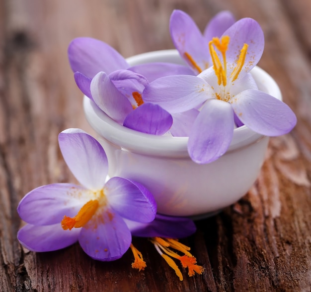 Flor de azafrán crocus en un recipiente sobre la superficie de la madera