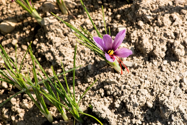 Flor de azafrán, Crocus sativus creciendo en el suelo