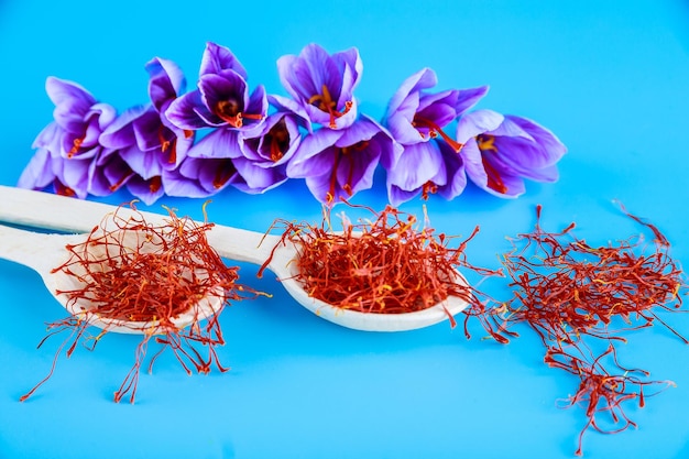 Flor de azafrán, estambres de azafrán en una cuchara y esparcidos sobre un fondo azul.