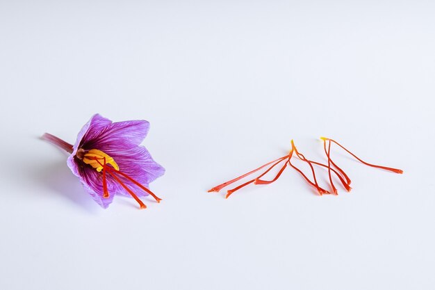 Flor de azafrán fresca e hilos de azafrán secos sobre un fondo blanco.