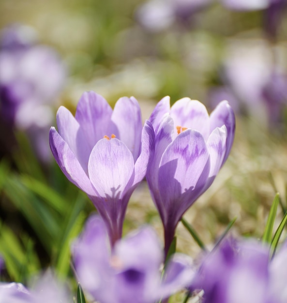 Flor de azafrán de primavera