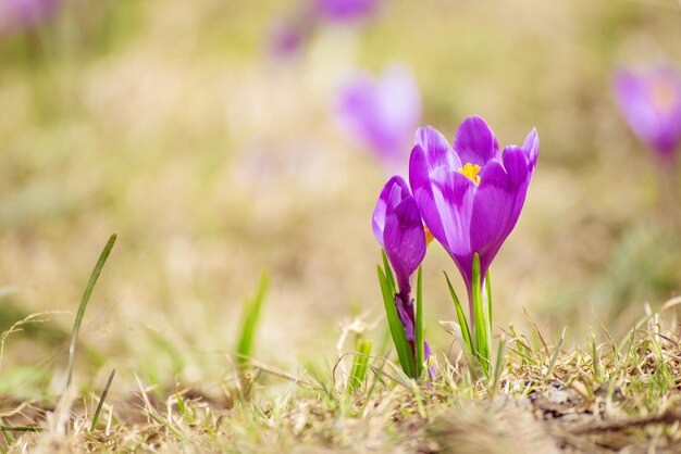 Flor de azafrán de primavera