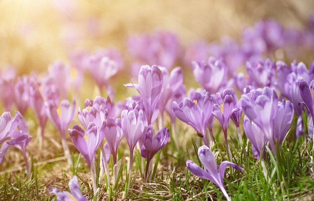 Flor de azafrán de primavera