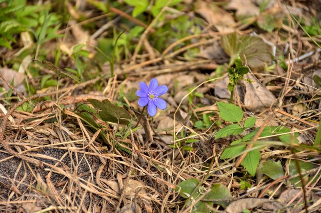 Flor de azafrán púrpura de cerca en pasto seco, flor solitaria