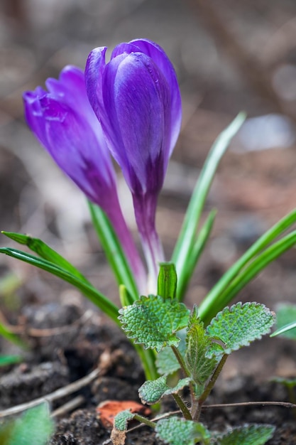 Flor de azafrán púrpura con hojas verdes