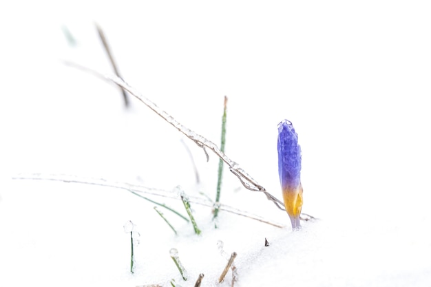 La flor del azafrán trepa por la nieve.