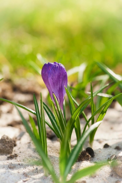 flor de azafrán