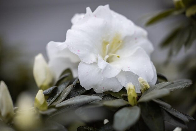 Flor de azalea blanca en un invernadero