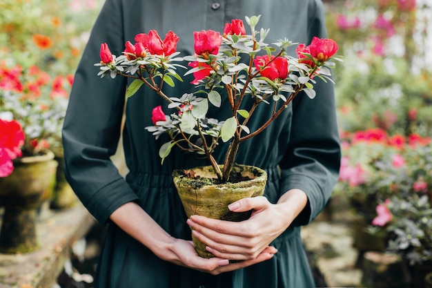 Flor de azalea en una maceta en manos de una mujer con el telón de fondo de un invernadero con azaleas