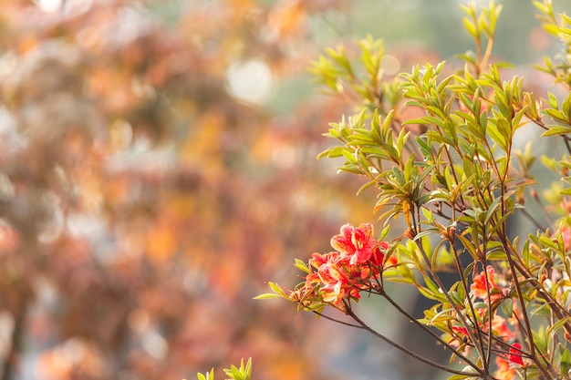 Flor de azalea roja