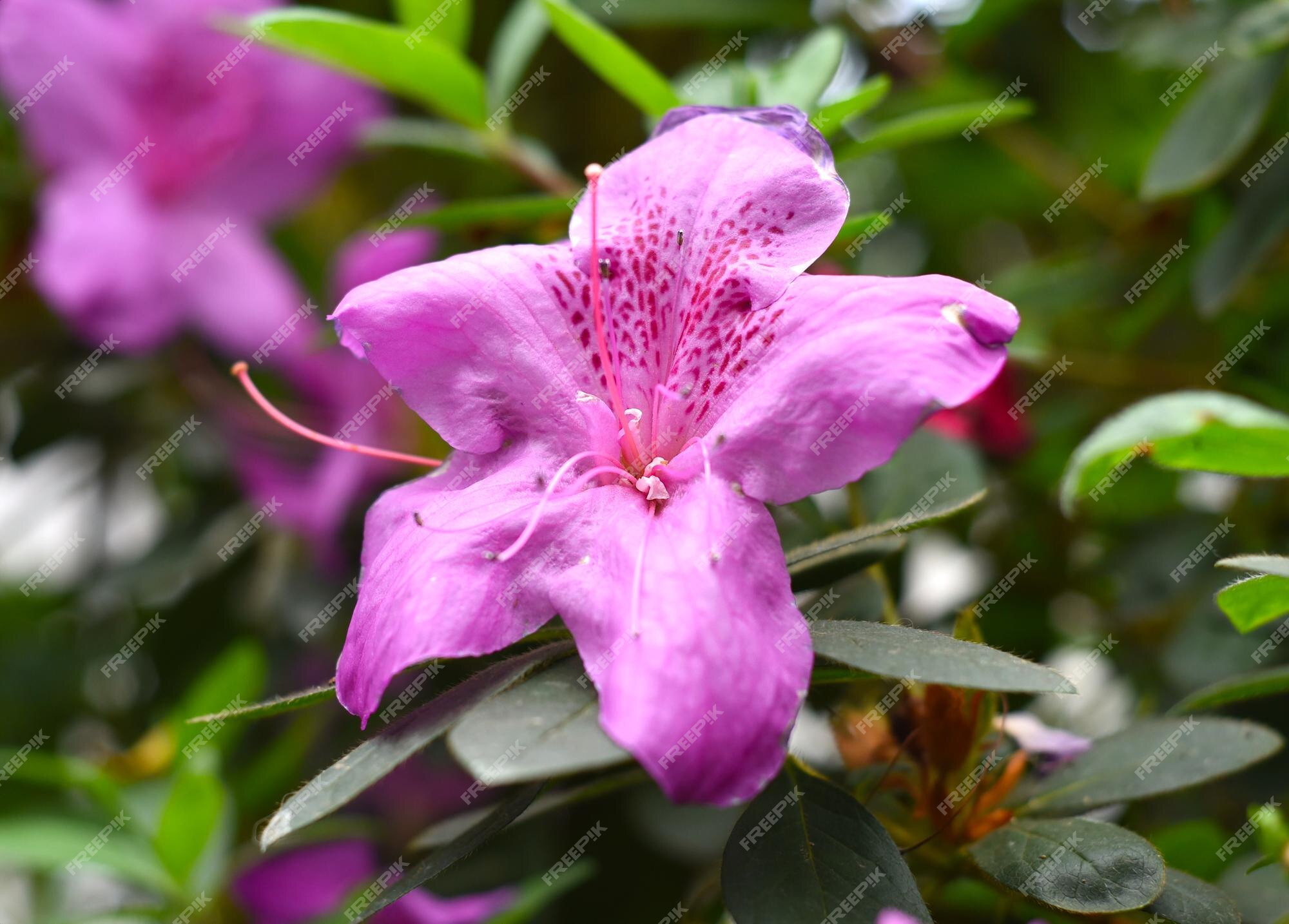 Flor de azalea rosa que crece en un arbusto | Foto Premium