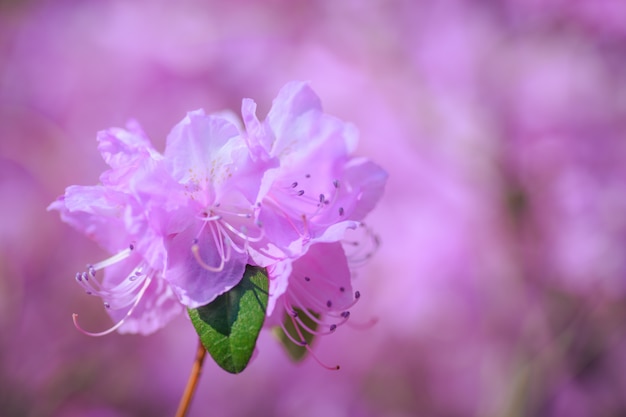 Una flor de azalea rosa