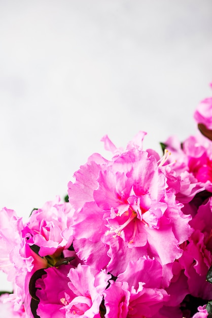 Flor de azalea sobre fondo claro