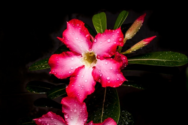 Flor de azalea sobre fondo negro.