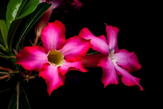 Flor de azalea sobre fondo negro.